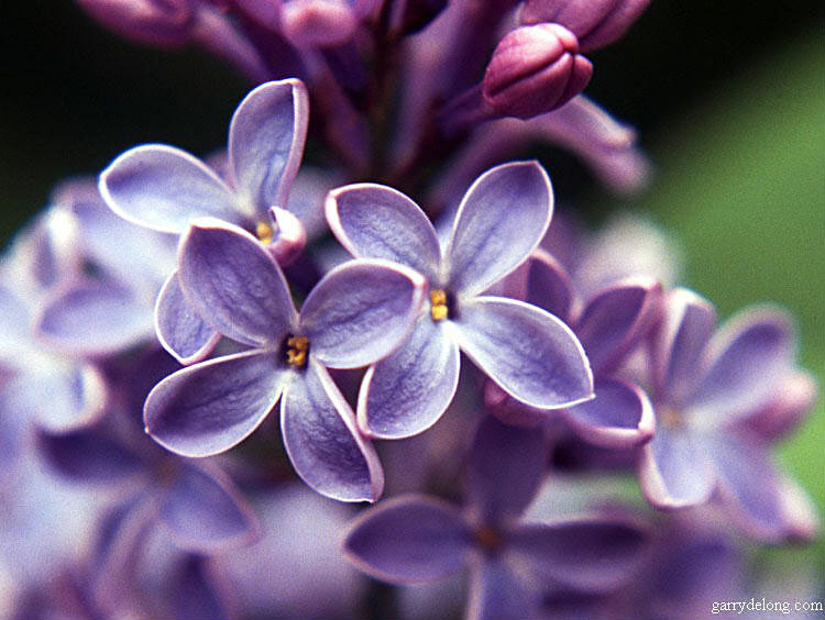 lilac_l.jpg